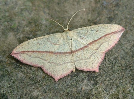 Blood-vein Timandra comae