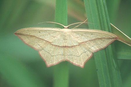 Blood-vein Timandra comae