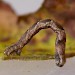 Early instar larva • Rixton, Cheshire • © Ben Smart