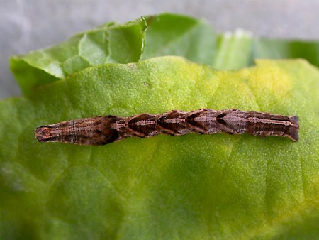 Blood-vein Timandra comae