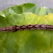 Final instar larva • Rixton, Cheshire • © Ben Smart