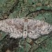 Adult • Ex Dorset Larva • © David Green/Butterfly Conservation