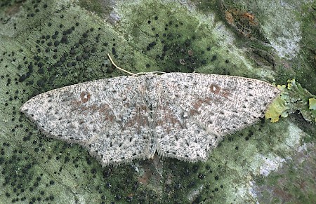 Dingy Mocha Cyclophora pendularia