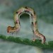 Larva • Beaten from Salix, Devon, September • © Steve Hatch