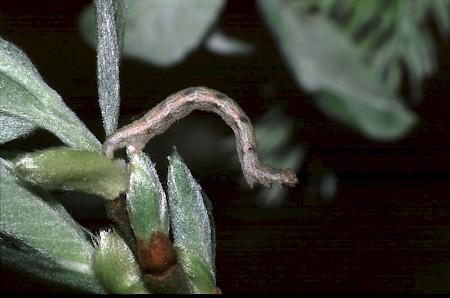 Dingy Mocha Cyclophora pendularia