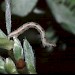 Larva • Dorset • © David Green/Butterfly Conservation