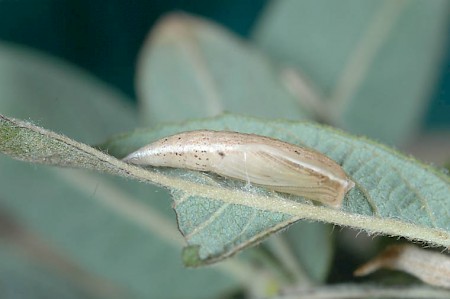 Dingy Mocha Cyclophora pendularia