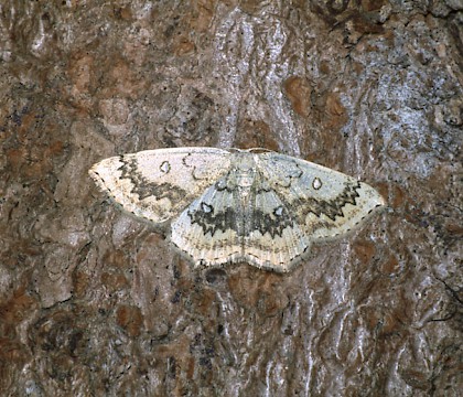 Adult • New Forest, Hampshire • © David Green/Butterfly Conservation