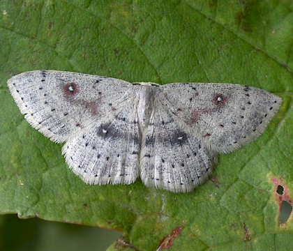 Adult • From larva ex. Darren Whitehead • © Ian Kimber
