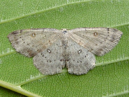 Birch Mocha Cyclophora albipunctata