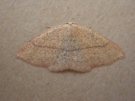 Jersey Mocha Cyclophora ruficiliaria