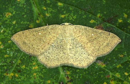 Jersey Mocha Cyclophora ruficiliaria