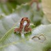 Larva • Cornwall • © George Davis