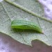 Pupa • Cornwall • © George Davis