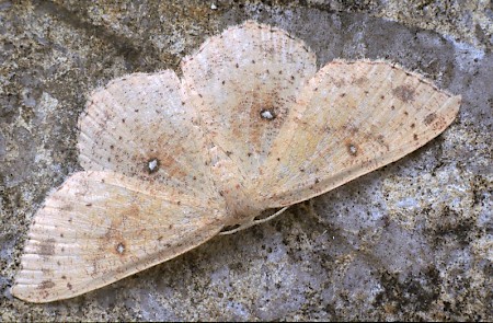 False Mocha Cyclophora porata