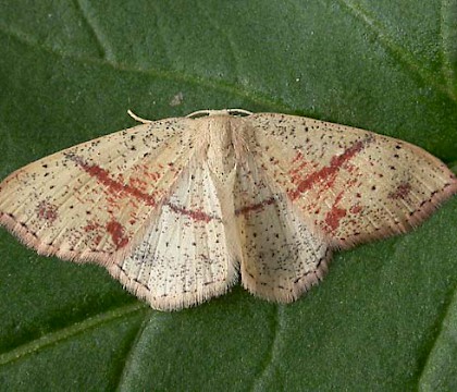 Adult • Reared from larva ex. Darren Whitehead • © Ian Kimber