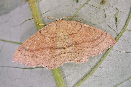 Clay Triple-lines Cyclophora linearia