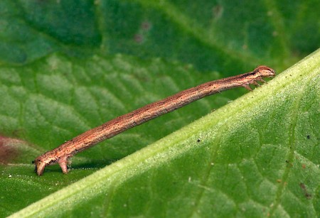 The Vestal Rhodometra sacraria
