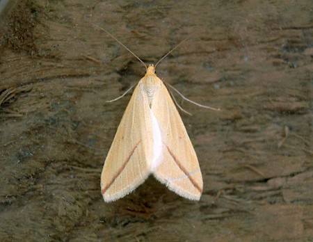 The Vestal Rhodometra sacraria