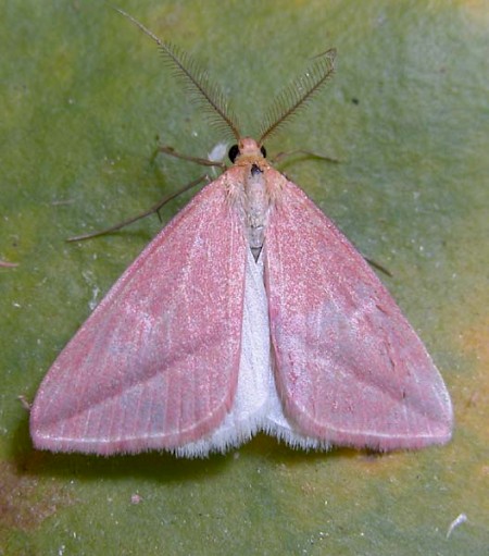 The Vestal Rhodometra sacraria