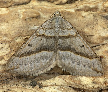 Adult • Dorset • © Paul Harris