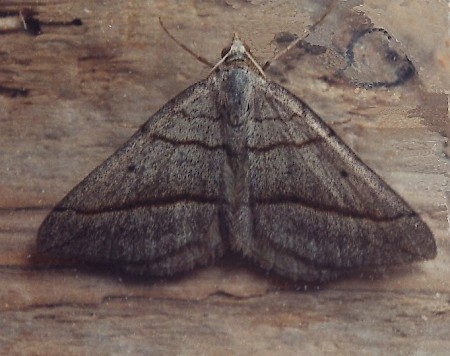 July Belle Scotopteryx luridata