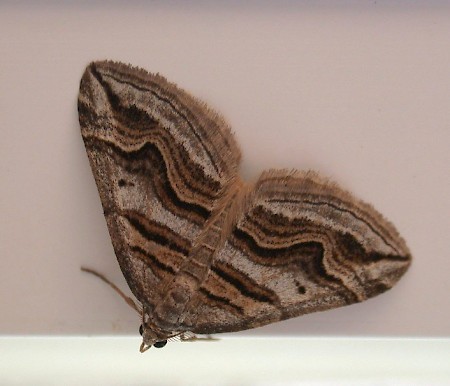 Spanish Carpet Scotopteryx peribolata