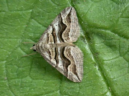 Spanish Carpet Scotopteryx peribolata