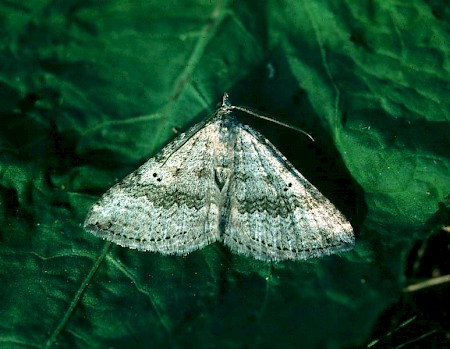 Chalk Carpet Scotopteryx bipunctaria