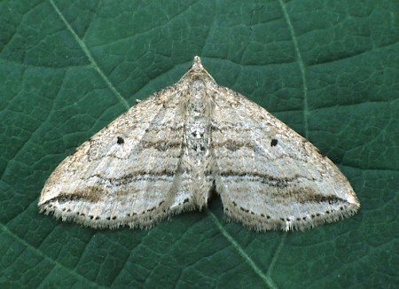 Oblique Carpet Orthonama vittata