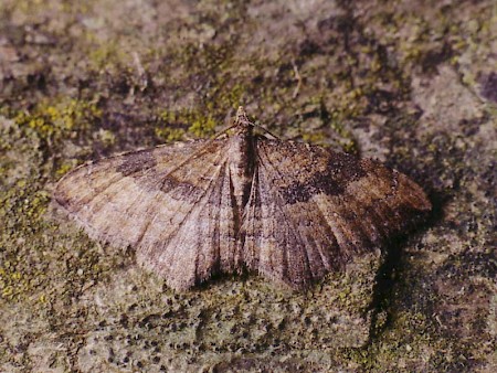 The Gem Nycterosea obstipata