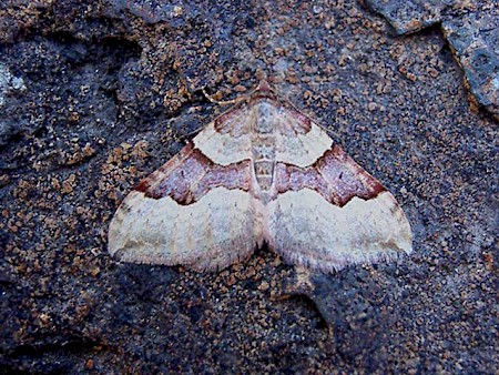 Red Carpet Xanthorhoe decoloraria