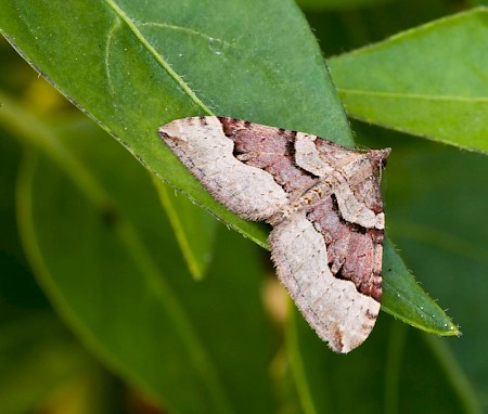 Red Carpet Xanthorhoe decoloraria