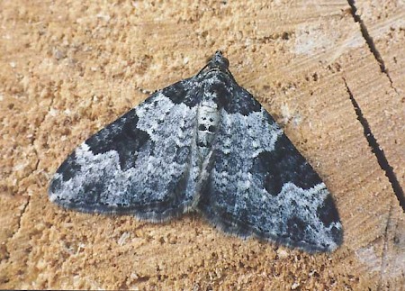 Garden Carpet Xanthorhoe fluctuata