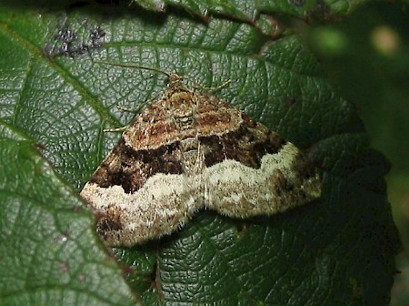 Balsam Carpet Xanthorhoe biriviata