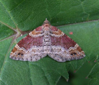 Adult • Kingsclere, Hampshire • © Jonathan Oakley