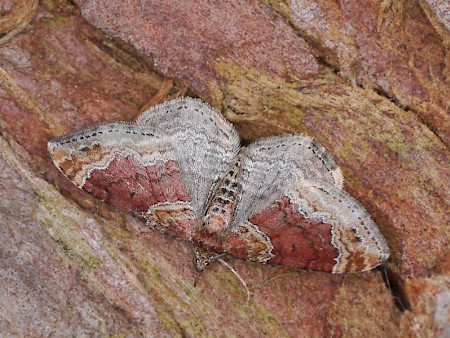 Red Twin-spot Carpet Xanthorhoe spadicearia