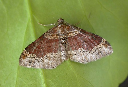 Dark-barred Twin-spot Carpet Xanthorhoe ferrugata