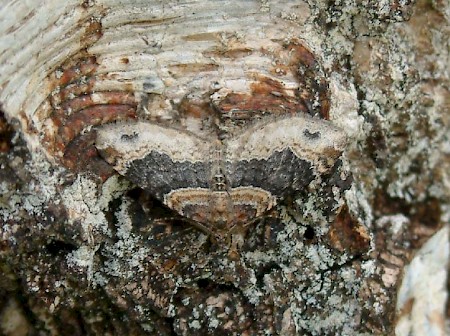 Dark-barred Twin-spot Carpet Xanthorhoe ferrugata