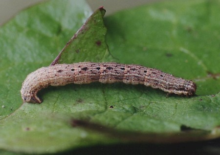 Dark-barred Twin-spot Carpet Xanthorhoe ferrugata