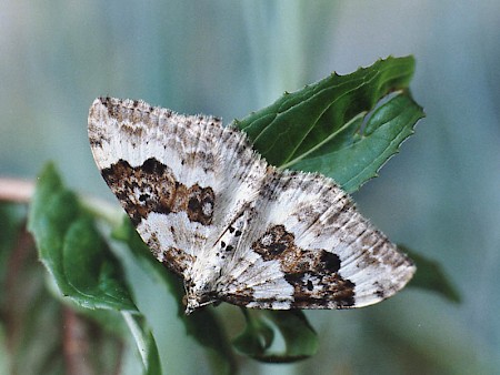 Silver-ground Carpet Xanthorhoe montanata