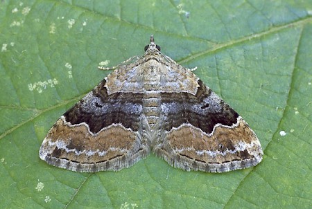 Large Twin-spot Carpet Xanthorhoe quadrifasiata