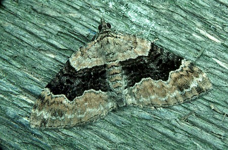 Large Twin-spot Carpet Xanthorhoe quadrifasiata