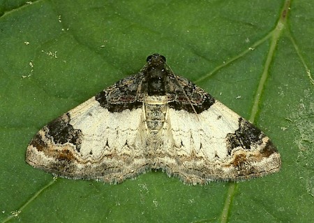 Royal Mantle Catarhoe cuculata