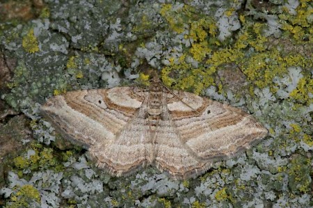 The Many-lined Costaconvexa polygrammata