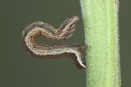 The Many-lined Costaconvexa polygrammata