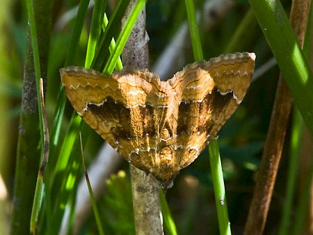 Yellow Shell Camptogramma bilineata