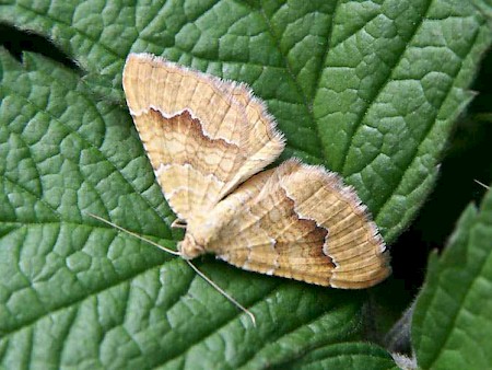 Yellow Shell Camptogramma bilineata