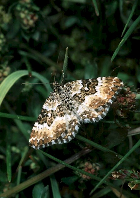 Small Argent & Sable Epirrhoe tristata