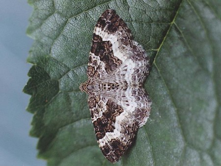 Common Carpet Epirrhoe alternata